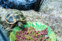 Happy Pet GlÃ¼ckliche Haustierkrippe GrÃ¼n Blatt GrÃ¼n