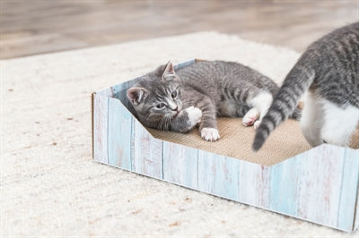 Trixie Katzenminze TÃ¼rkis
