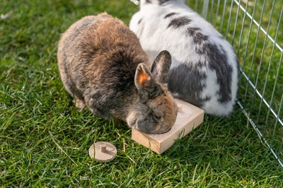Trixie FÃ¼r Ratten Und Kaninchen Holz