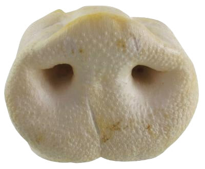 Petsnack GeblÃ¤hte Schweinsnasen