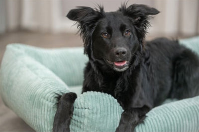 Trixie Hundekorb Vital Jonna Gerippter Samt SalbeigrÃ¼n