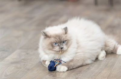 Trixie Meerestier PlÃ¼sch Mit Katzenminze Sortiert