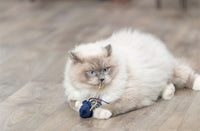 Trixie Meerestier PlÃ¼sch Mit Katzenminze Sortiert