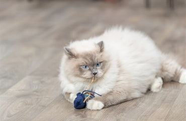 Trixie Meerestier PlÃ¼sch Mit Katzenminze Sortiert