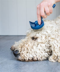 Mikki Doodle-Pflegeset Mit Kamm Und Slicker-BÃ¼rste