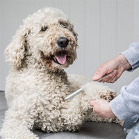 Mikki Doodle-Pflegeset Mit Kamm Und Slicker-BÃ¼rste