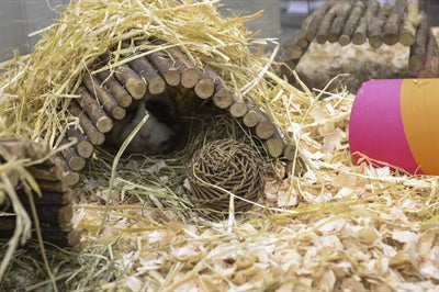 Happy Pet GlÃ¼ckliche MÃ¼tze Spielzeugweide