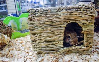Nature First GlÃ¼ckliches Haustier Gras-Versteck
