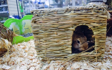 Nature First GlÃ¼ckliches Haustier Gras-Versteck